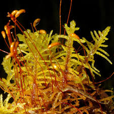 Attēlu rezultāti vaicājumam “Helodium blandowii”