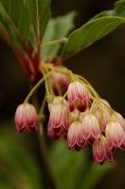 Attēlu rezultāti vaicājumam “Enkianthus chinensis”