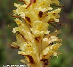 Attēlu rezultāti vaicājumam “Orobanche elatior”