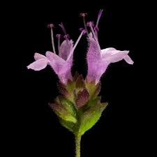 Attēlu rezultāti vaicājumam “Origanum vulgare bud”