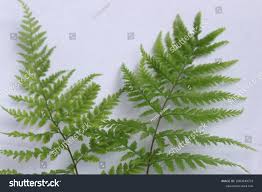 Attēlu rezultāti vaicājumam “Pteropsida”