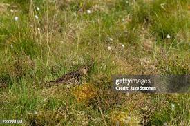 Attēlu rezultāti vaicājumam “Numenius arquata adult”