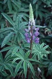 Attēlu rezultāti vaicājumam “Lupinus polyphyllus flower”
