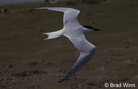 Image result for Gelochelidon nilotica