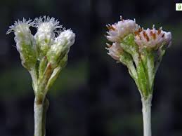 Attēlu rezultāti vaicājumam “Antennaria dioica leaf”