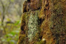 Attēlu rezultāti vaicājumam “Icmadophila ericetorum”