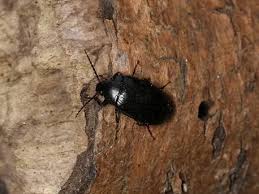 Attēlu rezultāti vaicājumam “Prionychus ater”