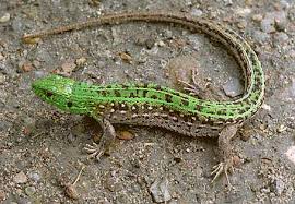 Attēlu rezultāti vaicājumam “Lacerta agilis”