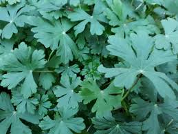 Attēlu rezultāti vaicājumam “Geranium pyrenaicum leaf”