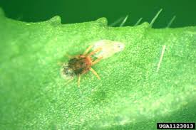 Attēlu rezultāti vaicājumam “Bryobia praetiosa”