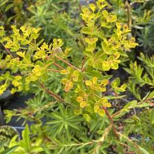 Attēlu rezultāti vaicājumam “Euphorbia palustris flower”