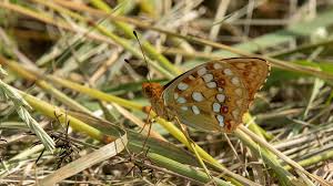 Attēlu rezultāti vaicājumam “Argynnis adippe”