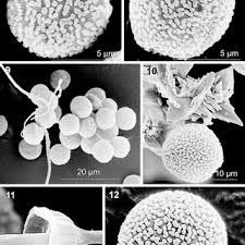 Attēlu rezultāti vaicājumam “Diderma umbilicatum young”