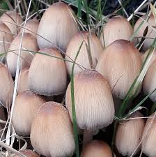 Attēlu rezultāti vaicājumam “Coprinus micaceus”
