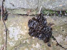 Attēlu rezultāti vaicājumam “Nostoc pruniforme”