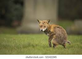 Attēlu rezultāti vaicājumam “Vulpes vulpes  adult”