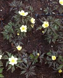 Attēlu rezultāti vaicājumam “Anemone x lipsiensis flower”