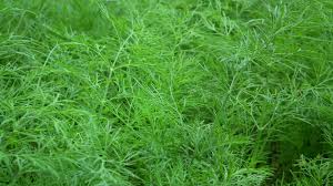 Attēlu rezultāti vaicājumam “Anethum graveolens”