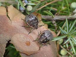 Attēlu rezultāti vaicājumam “Chlorochroa juniperina”