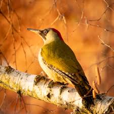 Attēlu rezultāti vaicājumam “Picus viridis”