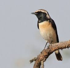 Image result for Oenanthe pleschanka