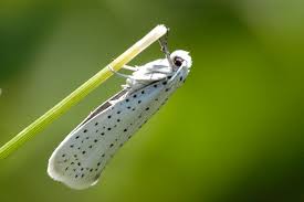 Attēlu rezultāti vaicājumam “Yponomeuta evonymella”