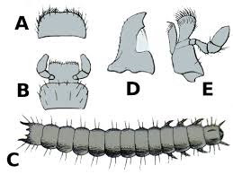 Attēlu rezultāti vaicājumam “Bitoma crenata”