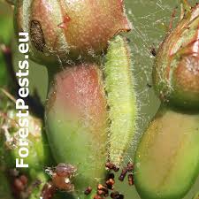 Attēlu rezultāti vaicājumam “Cnaemidophorus rhododactyla”