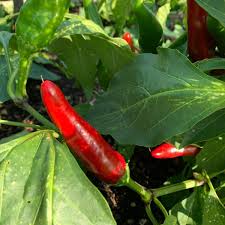 Afbeeldingsresultaat voor Szegedi 80 hot pepper