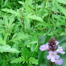 Image result for Verbena officinalis