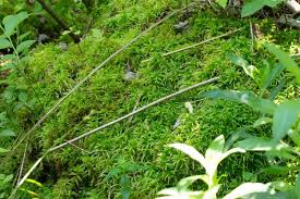 Attēlu rezultāti vaicājumam “Sphagnum palustre”