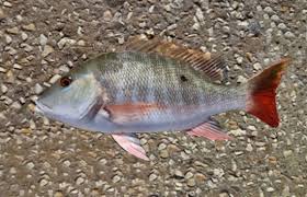 Image result for Lutjanus analis