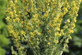 Image result for Verbascum phlomoides