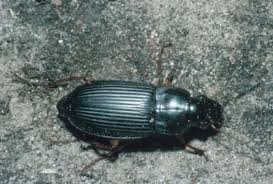 Attēlu rezultāti vaicājumam “Harpalus sp.”