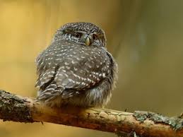 Attēlu rezultāti vaicājumam “Glaucidium passerinum adult”