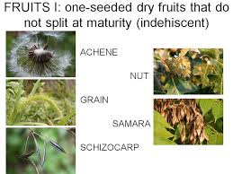 Attēlu rezultāti vaicājumam “Taraxacum officinale aggr. fruit”