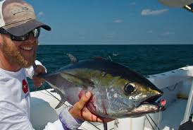Image result for Thunnus atlanticus