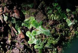 Attēlu rezultāti vaicājumam “Conocephalum salebrosum”