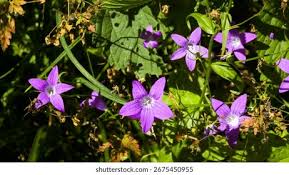 Attēlu rezultāti vaicājumam “Campanula patula flower”