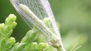 Attēlu rezultāti vaicājumam “Hemerobiidae”