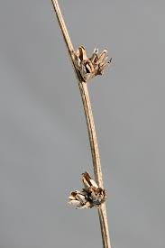 Image result for Cichorium intybus