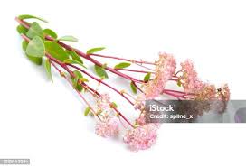 Attēlu rezultāti vaicājumam “Hylotelephium telephium bud”