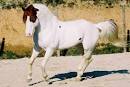 Paint Horse Picture of Paint Horse