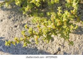 Attēlu rezultāti vaicājumam “Salsola kali”