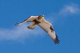 Attēlu rezultāti vaicājumam “Buteo lagopus adult”