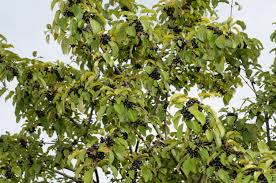 Attēlu rezultāti vaicājumam “Rhamnus cathartica”