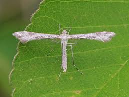 Attēlu rezultāti vaicājumam “Platyptilia tesseradactyla”