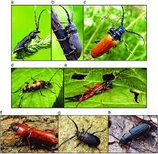 Attēlu rezultāti vaicājumam “Cerambycidae”