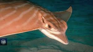 Image result for Aetomylaeus bovinus