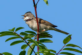 Attēlu rezultāti vaicājumam “Sylvia curruca adult”
